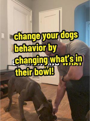 It’s really important to understand that nutrition will have an impact on your dogs behavior in One Direction or another so it’s better to optimize it. . Many studies have been done on tryptophan were some say it will calm your dog and others say it won’t. I would absolutely speak to a Pet nutritionist because the amount that your dog gets balanced with other foods is what is going to create the most impact.  . Omega-3’s  reduce aggression . Blueberries reduce stress . Pumpkin helps with digestion, which will help everything . I personally feed my dog @darwinspetfood and it pretty much hits almost all the points . Last but not least people get tired of Thanksgiving because they overheat. It’s not because of the turkey.  . If you’re interested in a pet nutritionist, you could private message me and I will send one your way  . #dog #dogtrainer #nycdogtraining #ethology #dogtrainingtips #dogtrainingadvice #nycdogtrainer 