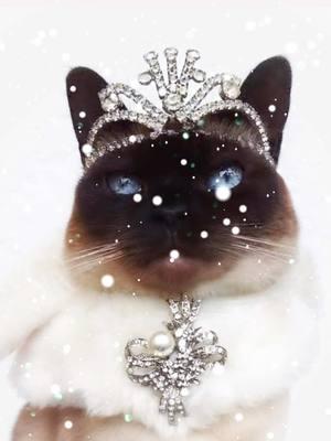 Today is the first day of winter! Its a tome of magic so join us in welcoming the wonderful Winter Solstice.  #kittiesofcatsfordia #QueenAllonwyn #catsincrowns #fyp #fyp;)  #cat #cats #catsoftiktok #cattok #royal #royals #royalty #princess #princesses #prince #kittens #Kittensoftiktok #Yuletide #ChristmasAtCatsfordia #Solstice #WinterSolstice #Winter 