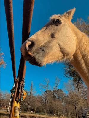 Replying to @barnmode thank you to everyone that did write nice sweet compliments tho!!!❤️❤️❤️#sassythepalomino #queenpalomino #palominoqueen #palomino #horse #horses #horsesoftiktok #horsesontiktok #horsetok #horsetoker #fyp #foryoupage 