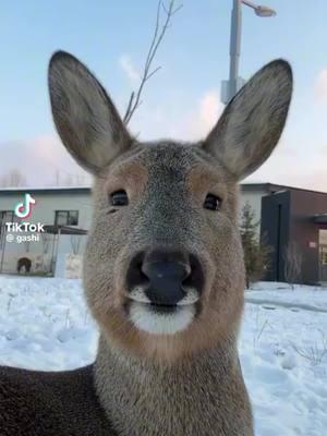 Youve heard of the Deerbra… now meet the Deerbrit 😂🎄❤️ #animal #animalsoftiktok #animalsfunny 