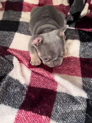 So tough 😆 #frenchie #frenchbulldog #frenchietok 