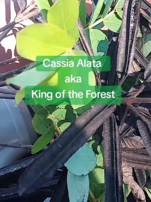 Cassia alata, nature's remedy for skin and digestive health. #growingwithsoul #permaculturefarm #herbalism #growyourownfood #fruitforestfarm #permaculture #growyourfood #blackwomenfarmers #fruitforestorganics #soulbotanicalfarms