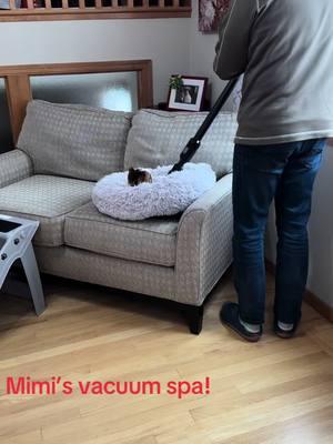 Getting to the source! #deafcat #mimicat🐈😻 #mimicatsucks #catsoftiktok #catlover #catvacuum 