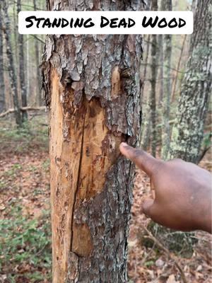 Standing dead wood for firewood #Outdoors #camping #survivaltok #wintercamping #firewood