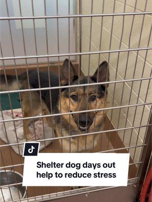 Replying to @jillyates1 this is to educate everyone on why it’s important that volunteers and staff get shelter dogs out. These adventures are never a bad thing. ❤️ #shelterdogsrock #adoptashelterdog #volunteer #kennewickwa