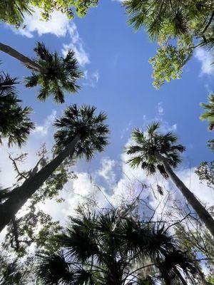 Nature is MAGIC ✨ #naturelover #lovenature #floridaspring #naturehike #Hiking #naturephotography #naturephotos #floridahiking #floridanature #therealflorida #beherenow #belove 