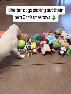 Follow for more Christmas joy through this week!🎁 🎥credit to the wonderful @heschatt #allthingsgood #christmasdogs #christmasjoy #dogs #shelterdog #feelgoodstories #wholesomemoments