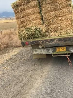 No way it was my driving #cows #yearlings #cattle #horses #feeding #winter 