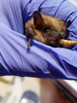 Their Crunch is the best. And their little pointy tongue! 😍 Thanks to @HerpHavenReptileRescue for donating some mealworms for all the bats! #noanimalisanuisance #misfitsrehab #nonprofit #saveanimals #savewildlife #wildliferehabilitation #wildliferescue #wildliferehab #wildanimals #wildlife #ittakesavillage 