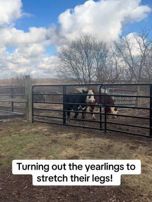 Yearlings turned out #cattle #yearlings #farming #cattlefarmersoftiktok #TikTokShop #indiana #agriculture #fyp #fypシ #fypシ゚viral #creator 