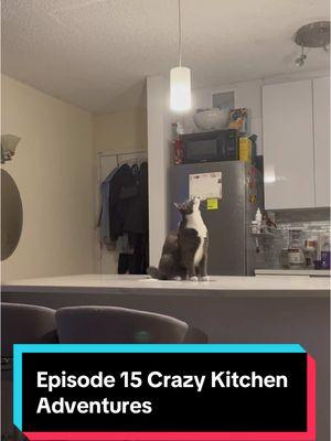 a short one.  Squeaky Joe’s Crazy Kitchen Adventures Episode 15.  #squeakyjoe #catlover #catsfyp #catloversoftiktok #cat #catsoftiktok 