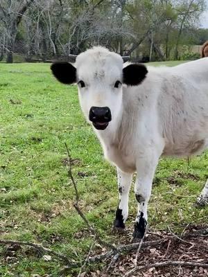 ❄️ Winter is coming! ❄️You can definitely tell by this calf's fuzzy coat. I can't get enough of this little guy! 💙 https://www.circleofsevenlonghorns.com/ #texaslonghorncattle #longhorncattle #ranchlife #houstontx