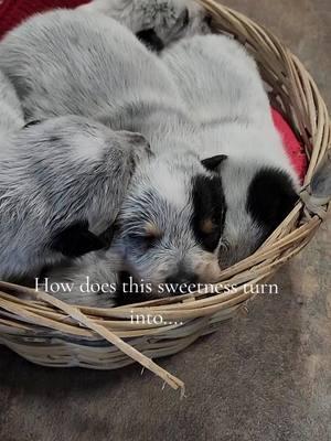 trust me he wasn't being this sweet before I got the camera out lol #iykykyk #blueheeler #doghumor #doglifelover #playingaround #cherishus #abundancemindset 