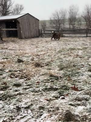 Snow much fun❄️🐮 #minihighlandcow #fluffycow #snow