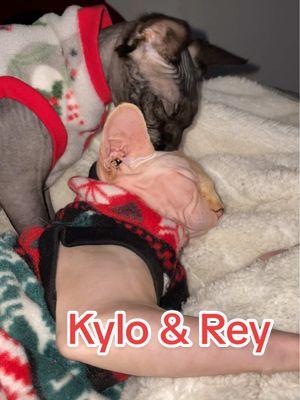 Kylo and his Rey ❤️ #hairlesscats #sphynx #cats #kyloandrey 