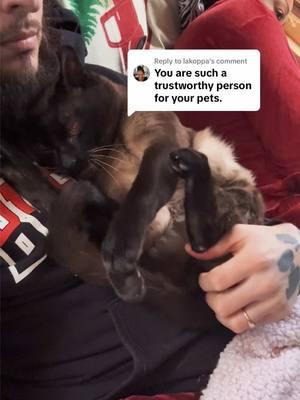 Replying to @lakoppa Soo pricne isnt Just a Seal Point Siamese I went out and purchased , My first animal I truly Loved was His dad Chingy who lived until he was 18 and I was lucky enough to have a Clone copy of him persoanltiy wise . Love you Bud ❤️ #upstatecanecorso #Christmas #siamese #sealpoint #cat #exotic #Serval #amazinganimals #bond #Caracal #Jaguar #Lion #Stillborn #merrychristmas #holidays 