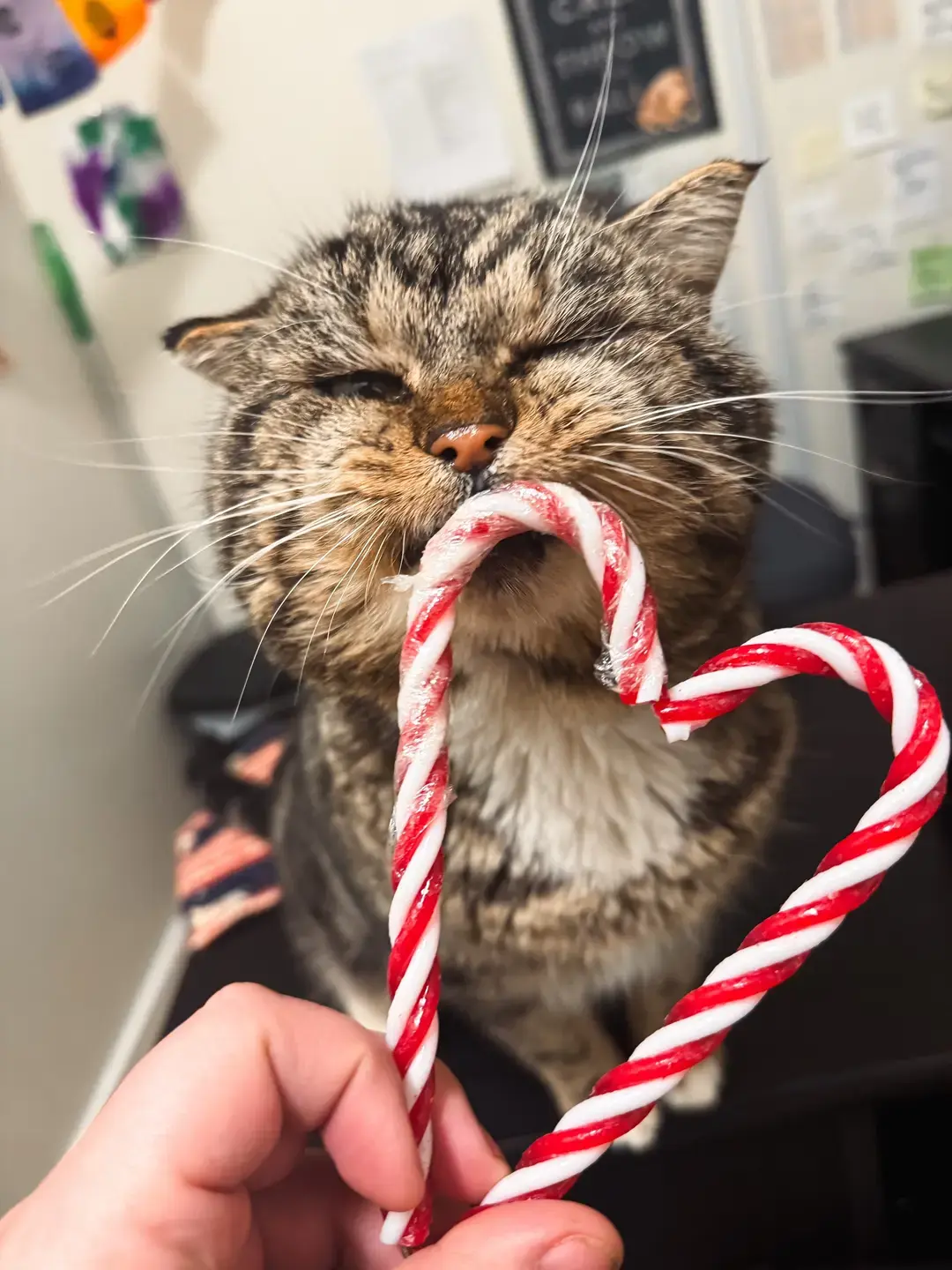 Happy #Caturday! 🐾 Meet Godzilla, the chunkiest-cheeked cat around! Don’t worry—he’s not here to destroy cities… unless they’re made of treats. (Hey, we don’t make the rules!) This friendly chonk is all about smothering his favorite humans with love, not causing chaos. If you’re searching for a lovable cuddle bug with the cutest cheeks in town, Godzilla is your guy! Visit him at the shelter or give us a call at (707) 542-0882 to chat with an adoptions counselor for more info.  #caturday #caturdayvibes #MakeADifference #HumaneSocietySoco #AdoptionSavesLives #CommittedToKindness #SonomaCounty #adoptdontshop #animallover #catlover #caturdayswithsaffron #HSSC #AdoptLocal #FureverHome #CandyCanePhotoshoot #CandyCaneHeart #AdoptSoco #Godzilla #GodzillaCat #chunkycat #bigcheekedcat