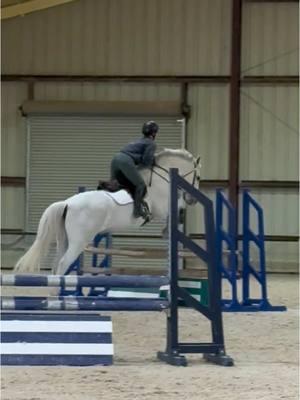 The fact the he was super fresh today but looks completely normal😅 #horse #horseriding #greyhorse #adultammy #hunterjumper #equitation #equestrian #fyp 