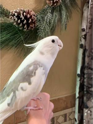 Im gonna be in trouble if he learns these songs 😂🎄 #singingbird #christmas #christmas #christmas2024 #christmascountdown #christmastiktok #birdsoftiktok #birbs #birb #birbsoftiktok #cockatielsoftiktok #cockatiel #cockatiellife #birdmom 