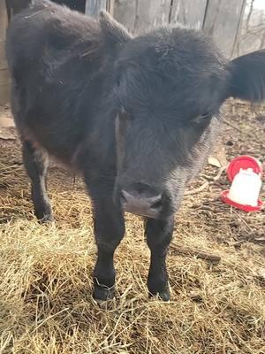 #fyp #bottlecalf #bottlebaby #angus #blackangus #calf #cattlefarm #farmlife #cowtok #countrylife #farmtok #countryliving #farmliving #lifeisbetteronthefarm #myhappyplace #moodog #grasspuppy #pasturepuppy #haymafia #farmlife #justagirlwholovescows 