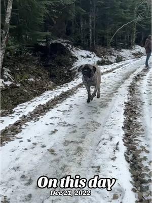 Slow and steady wins the race 😍🐾  #englishmastiff #em #mastiff #squishy #fyp #fypシ #fypage #woof #bear #lapdog #bigdog #dogsoftiktok #hercules #dogsoftiktokviral #sandlot #dogsoftiktokviral🐶🦮 #sweetboy #bigbaby #mastiffsoftiktok #mastiffs #mastifflover #squishyface #jowls #onthisday  