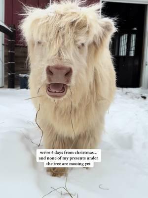 LAME #foryourpage #viralvideo #fypageシ #highlandcow #christmas #giftideas #animallover #cowsoftiktok #PetsOfTikTok #animalsoftiktok #cutenessoverloaded #cutebaby #babyanimals 