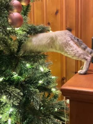 its time!!! #christmas #christmascat #devonrex #yokokat #devonrexcat #catlover #cat #gato #cats #gatos 