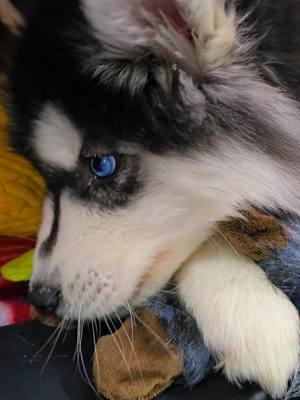 #burnsbergkennels ##dogfluencer #doginfluencer #doginstagram #huskypuppies #husky #huskysmile #huskyphotography #huskies #huskiesofinsta #white #wow #foryoupage #4u #4upage #4you #fy #fypage #fypシ゚viral #viralpost #viral #instagood 