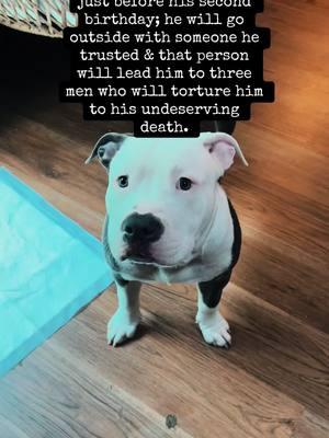 We miss you so much Tone. #JusticeForTone #pitbull #rip #ripTone #pitbullsoftiktok #imissyou #wemissyou #badlandbulliespa #beautifuldog #blueeyedog #tonethepitbull #sad #grievingdogmom #grief #dogloss #petloss #fyp 