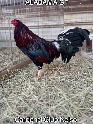 HUGO GONZÀLEZ ALABAMA GF breeding purposes Only #granjasminecrraft #mexicanosunidos #mexicano #granjasminecraft #mexicantiktok #gamebirdbreeder #Gamebird #mexicanlife #gallerosdecorazon #mexicanos #gamefarm #mexican #mexicanoschingones #Gallero #gallerosmexicanos #Gamefarm #Granja #granjasminecraf #Gamefar #GamebirdBreeder 