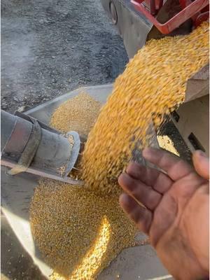 Cleaning Deer Corn #farmtok #farmtokk #deercorn #farmer #farming #corn 