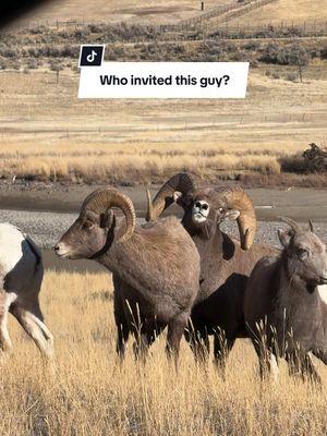 Theres always that one dude #ram #bighorn #sheep #thatguy #bruh #whoinvitedthiskid #uh #MT 