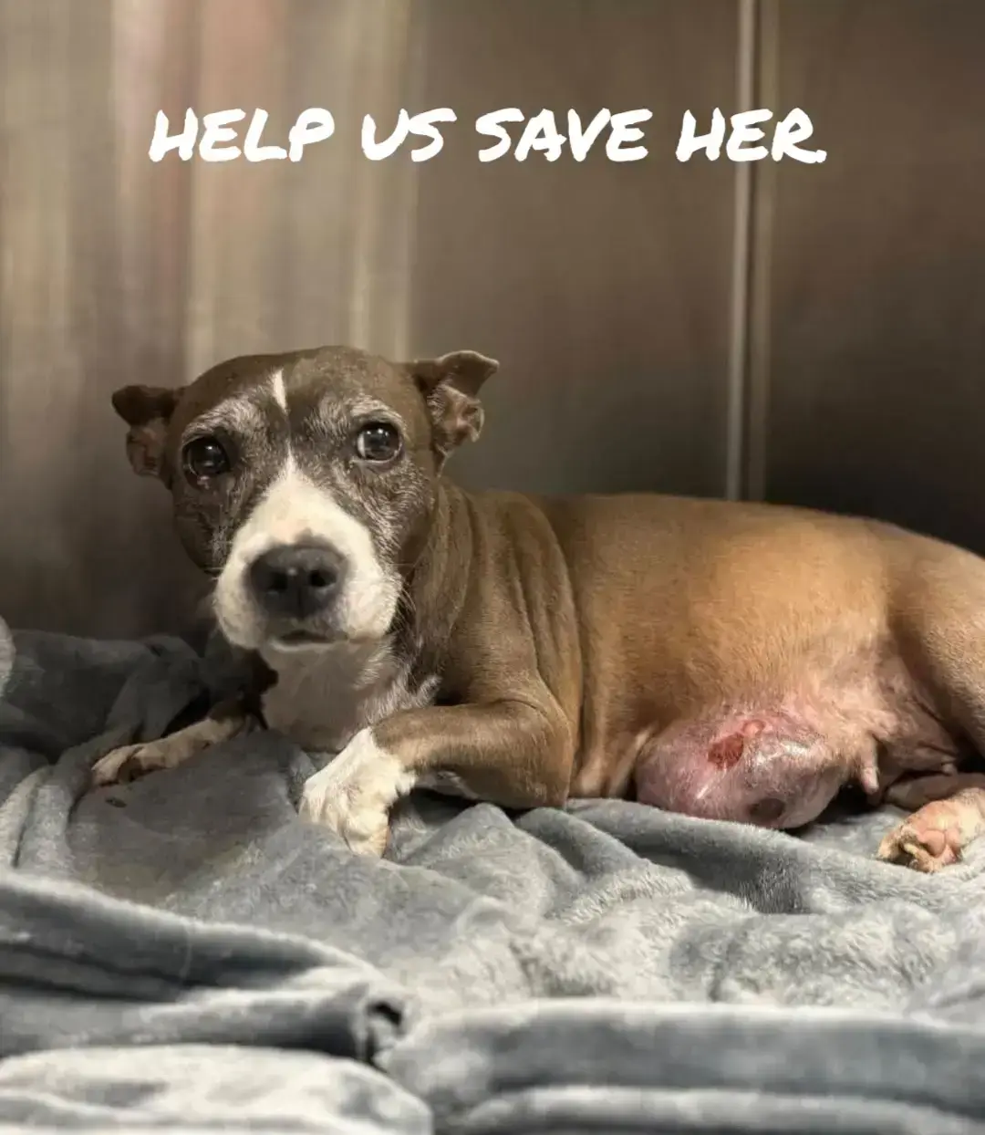 🚨‼️ BEING EUTHANIZED ON 12/28 ‼️🚨 Zoom into the photo and take a look at the masses. I can't even imagine the pain she is in. Her name is Layla and she deserves to have a Christmas miracle! Would you help us please? 🥺 Needs immediate medical attention or will be euthanized! DO NOT LET HER DIE ALONE! 😭 🚨‼️ PLEDGES FOSTER ADOPTER NEEDED  Super sweet small terrier with multiple masses. One is large open, infected, and necrotic painful on mammary chain that will need surgery ASAP. She still has great appetite. Recc private DVM. LAYLA #A2650901 Miami Dade Animal Service #humansandanimalsunited #rosafond #haau #Humansandanimalsunited #rescuedoneright #rescuedogs #miami #MDAS