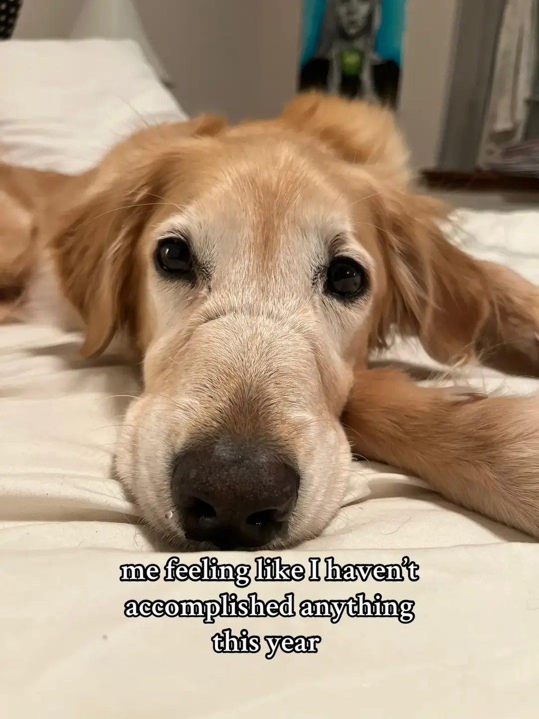 #Goldenretriever #goldenretrievers #goldenretrieversoftiktok #goldenretrieverlife #goldenretrieverlove #seniordog #seniordogs #seniordogsoftiktok #rescuedog #rescuedogs #rescuedogsrock #dogslife 