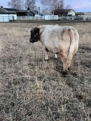 She was feeling spicy tonight! 🤣 #springcreekfarmily #farmlife #fypシ #hobbyfarm #grasspuppy 