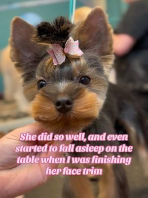 #groomer #doggroomer #doggrooming #petgrooming #doggroomerlife #doggroomersoftiktok #petstylist #groomers #groomersoftiktok #petgroomersoftiktok #groomerslife #doggroominglife #petsalon #doghaircut #dogbath #yorkie #yorkshireterrier #yorkiesoftiktok #yorkiegrooming #puppy #puppygrooming #puppycut #smalldog #cutedog #toybreed #toydog #tinydogsoftiktok 