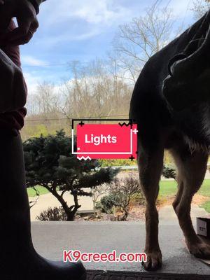 More things Creed does since he has been retired. We hang Christmas lights. #k9 #k9handler #retiredk9 #retiredlife #policek9 #christmaslights #charliebrownchristmas 