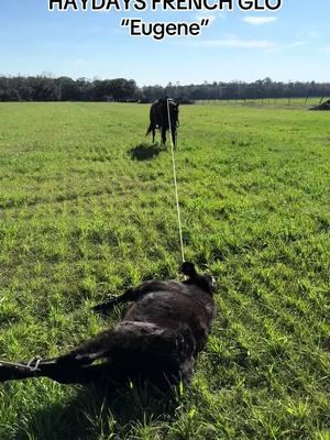 Doctoring yearlings on HAYDAYS FRENCH GLO “Eugene” #barjranch7 #barjraised #barjtrained #ranchin #yearlings #doctoring 