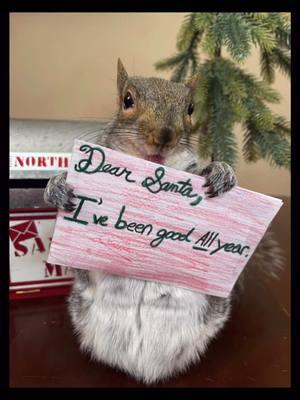 Is it too late now to say sorry? 🎅🏻 #sorrysanta #naughtylist #nicelist #itriedmybest #littlethumbelinagirl #thumbelina #squirrel #fyp #viral #foryou #foryoupage 