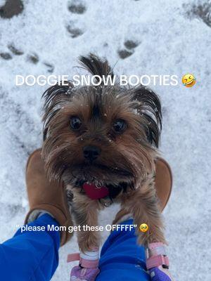 Doggie snow shoes ⛄️🐶😅❄️🐾😂🥾 #fyp #fypシ #fypシ゚viral #foryoupage #foryourpage #viralvideo #trending #funny #dogs #dogsoftiktok #dogsvideo #yorkie #yorkiesoftiktok #yorkiemom #teacup #teacupdogs #teacupyorkie #dogshoes #dogboots #snow #winter #detroit @DiCorian Mahone our little doggie something else 🤭😂