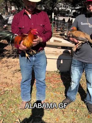 HUGO GONZÀLEZ ALABAMA GF breeding purposes Only #granjasminecrraft #mexicanosunidos #mexicano #granjasminecraft #mexicantiktok #gamebirdbreeder #Gamebird #mexicanlife #gallerosdecorazon #mexicanos #gamefarm #mexican #mexicanoschingones #Gallero #gallerosmexicanos #Gamefarm #Granja #GamebirdBreeder 