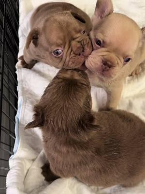 Licking the milk off each others faces 🤣 #dogs #frenchie #frenchbulldogs #frenchiesoftiktok #frenchieoftheday #dog #frenchielife #❤️ #christmas #christmas2024 #fluffyfrenchie #fluffyfrenchbulldog #precious 