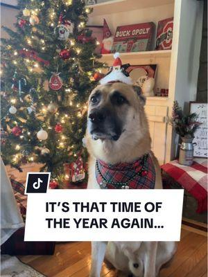 NOT the most wonderful time of the year #p#petsoftiktokg#gsdg#germanshepherdd#dogsoftiktokd#dogsoundvideosc#cutedogf#funnydogvideosc#cutegermanshepherdt#tiktokdogsd#dogloverd#dogsf#funnydogdogvideos 