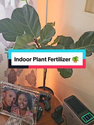 I've got some nice plants and they need to be fed #fertilizer #plantcare #rareplants #houseplants #fiddleleaffig 