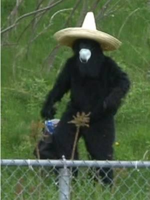 MEXICAN BORDER BIGFOOT- Fifteen years and nothing has changed. #funnyvideo #bigfoot #holyshit #border #lmfao #parody #wtf 