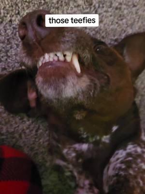 #velcrodog #gspoftiktok #germanshorthairpointer #teef 