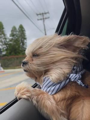 Come join me on this amazing adventure! Nothing beats the feeling of fresh air rushing through my fur as we cruise down the road. The wind in my face, the world zooming by - there's just something magical about car rides that makes my tail wag with pure joy.  #doglife #carride #dogsofinstagram #furry #windinhair #adventure #roadtrip #happydog #dogsmile #joyride #pawfect #dogadventures #cruising #bestlife #puppylove #dogslife #doggo #furbaby #funride #windtherapy #roadtripwithdogs #travelingdog #dogfun #dogdays #wanderlust #explorewithdog #dogmoments #dogstyle