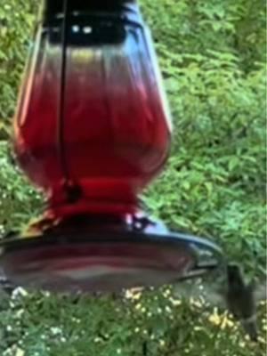 🪶🪺It really works! #hummingbird #birdsoftiktok #hummingbirdfeeder 