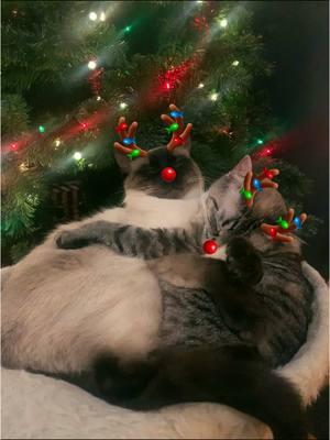 🎄🎅🦌❄️#cutecatsoftiktok #cutecats #siamesecats #siamese #cutecatsoftiktok❤️ #🐈‍⬛ #foryou #foryoupage #catsoftiktok #catlover #cattok #cutestcouple #christmas #holidaypets #catvideo 