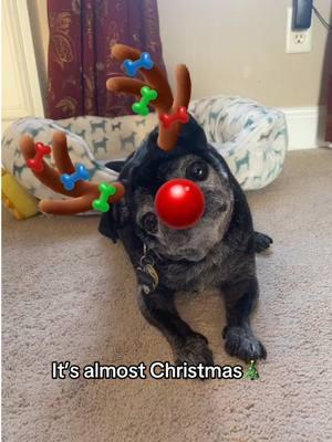 Penny was truly the absolute cutest 🤍🎄 #pug #blackpug #dog #christmas #rudolphtherednosereindeer #cute #adorable #penny #fyp #holiday #foryou #foryoupage #viral #explore 